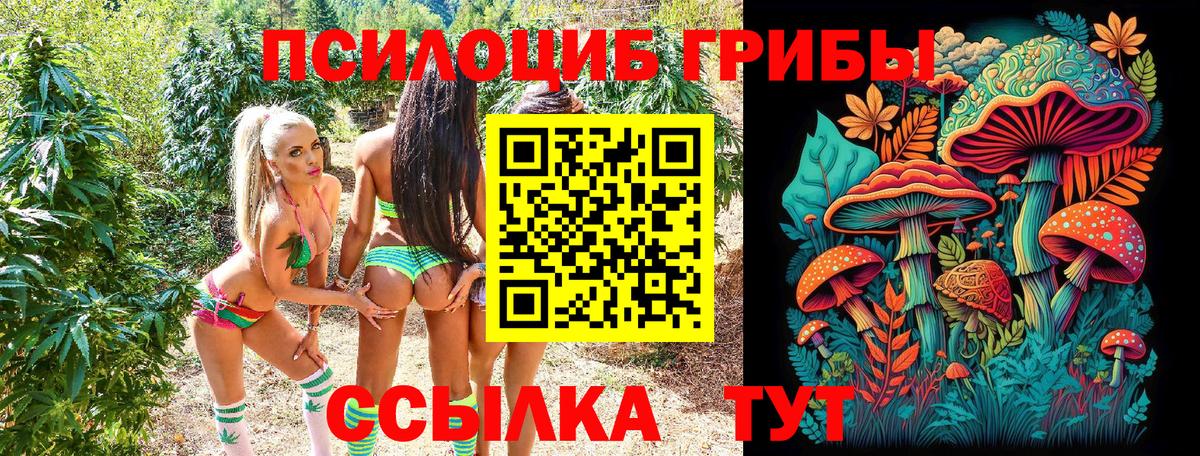 Знаменск  Псилоцибиновые грибы Psilocybe  Вход с VPN 